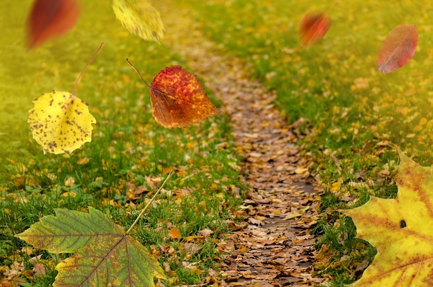 Helle bunte Blätter im Herbst Hintergrund Fallende Blätter im Herbst natürlichen Hintergrund Buntes Laub im Park