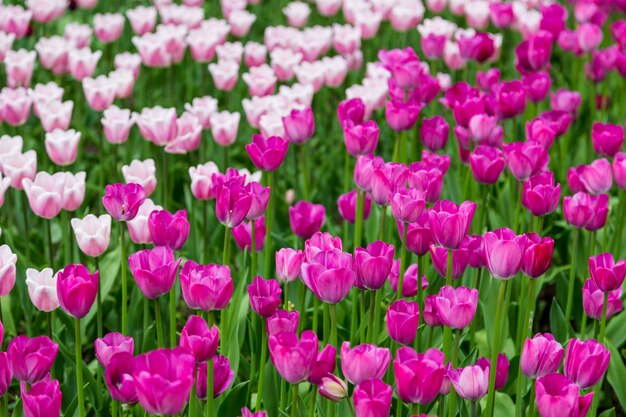 Helle bunte Blumen Tulpen für Hintergrund, Plakate, Karten