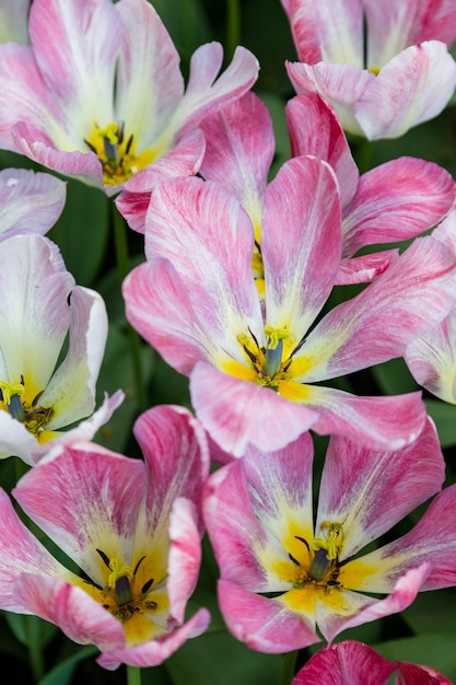 Helle bunte Blumen Tulpen für Hintergrund, Plakate, Karten