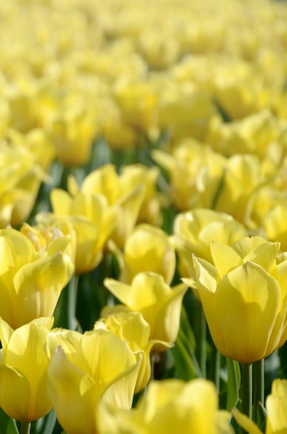 Helle bunte gelbe Tulpe blüht im Frühjahr Zeit