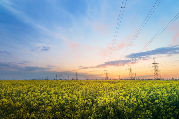 Helle bunte Sonnenuntergang-Rapsfeld-Stromleitungen auf Sonnenunterganghintergrund