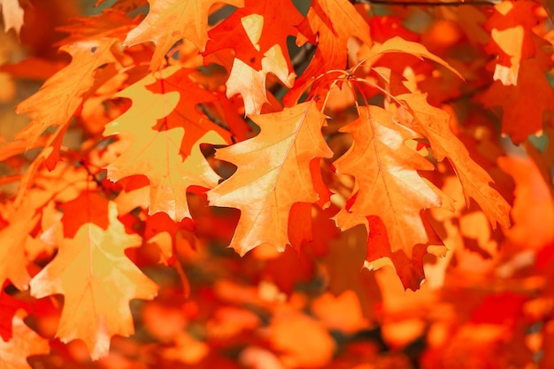 Helle Eichenblätter im Herbst auf Zweig Eichenblätter im Herbst Herbstsaison mit Eichenlaub