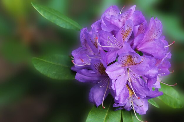 Helle, elegante Knospe des lila Rhodendrons zeigt seine Pracht