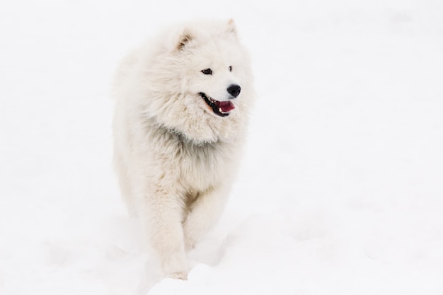 Helle Farbe des Hundesamojeden im Winter