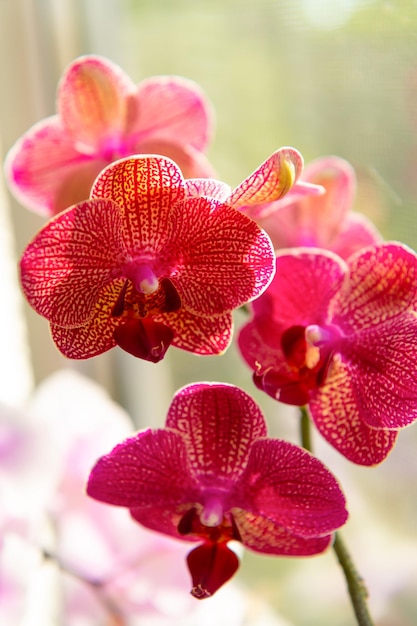 Helle Farbe Orchideenblüte Phalaenopsis Orchideenblütenpflanze natürliches Blütenmakro der Orchidee