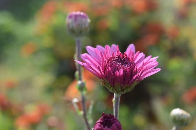 Helle farbige Chrysanthemenblumen als Hintergrund