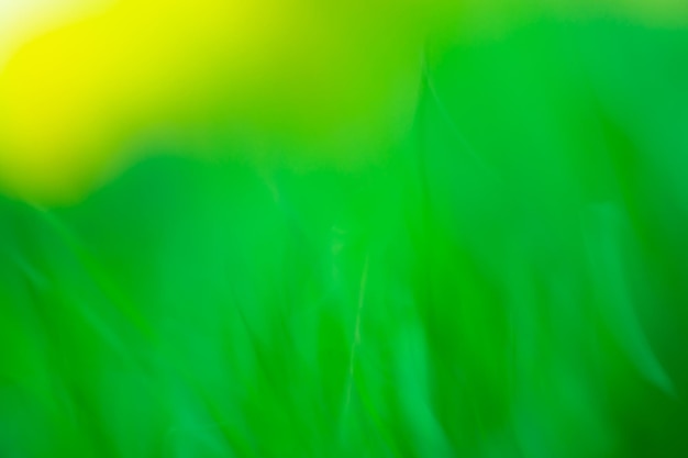 Helle Frühlingswiese defokussiert Abstrakte Frühlingsnatur defokussierter Bokeh-Effekt-Hintergrund