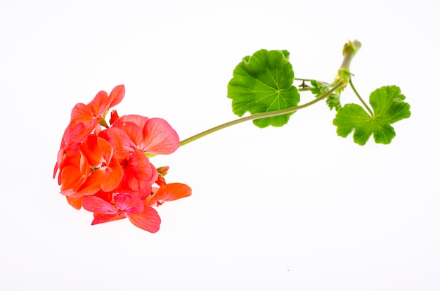 Helle Gartenblume des roten Farbtons lokalisiert auf weißem Hintergrund. Studiofoto.