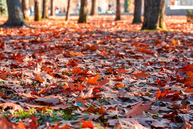 Helle gefallene Ahornblätter auf dem Boden am Herbsttag