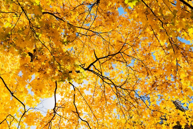 Helle gelbe Blätter des Ahornbaums auf Hintergrund des blauen Himmels. Schöner gelber Baum im Park