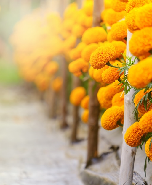 Helle gelbe Ringelblumenblumen und Kopienraum