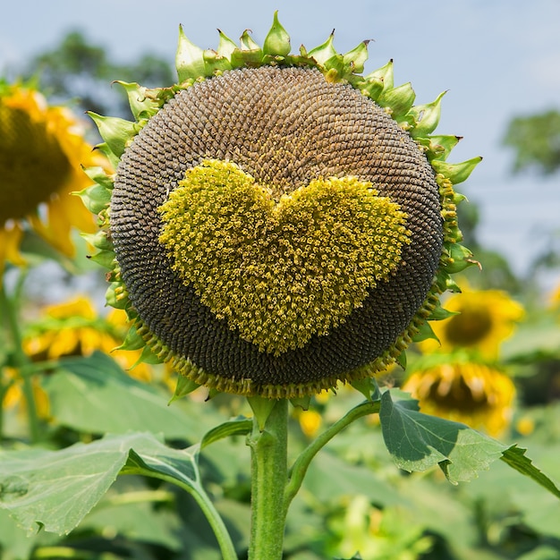 Helle gelbe Sonnenblumenherzform in der Natur