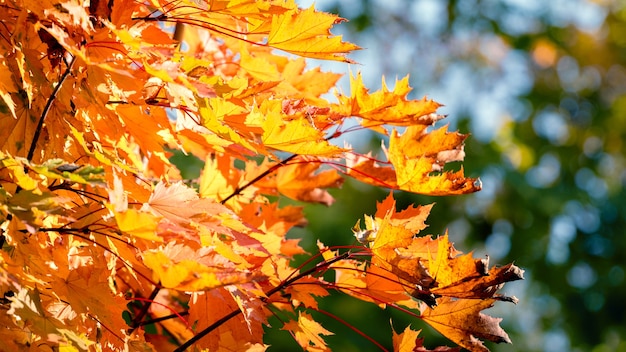 Helle Herbstahornblätter im hellen Sonnenlicht