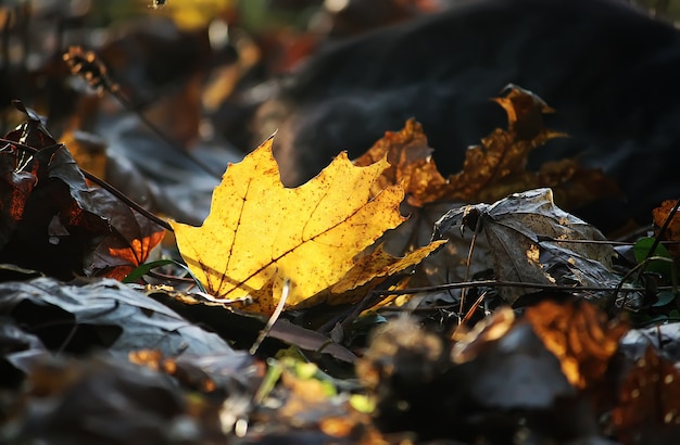 Helle Herbstahornblätter im Wald.