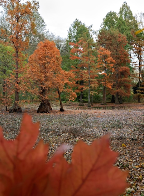 Helle Herbstbäume und Blätter im Park