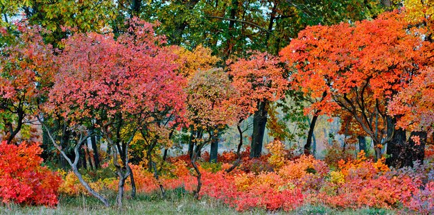 Helle Herbstblätter