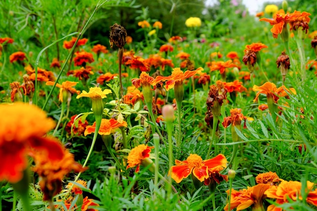 Helle Herbstblumen