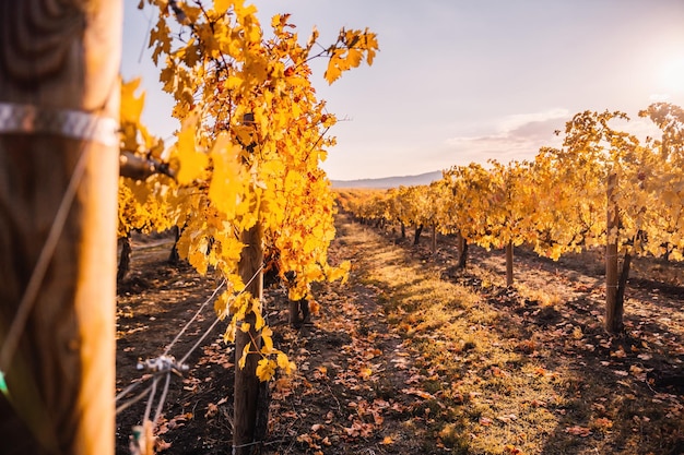 Helle Herbstrot-orange-gelbe Weinblätter am Weinberg im warmen Sonnenuntergangsonnenlicht schön