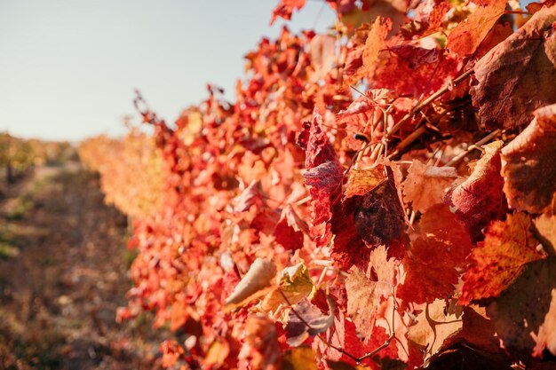 Helle Herbstrot-orange-gelbe Weinblätter am Weinberg im warmen Sonnenuntergangsonnenlicht schön