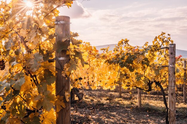 Helle Herbstrot-orange-gelbe Weinblätter am Weinberg im warmen Sonnenuntergangsonnenlicht schön