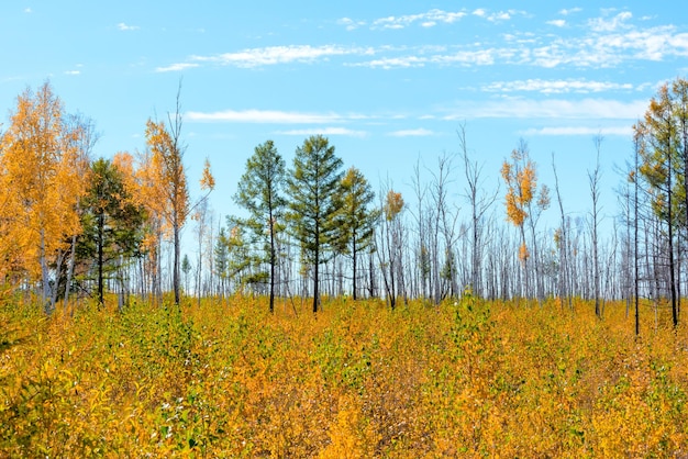 Helle Herbstszene mit orangefarbenen und grünen Bäumen vor blauem Himmel Weicher selektiver Fokus Schönheit des Naturkonzepts