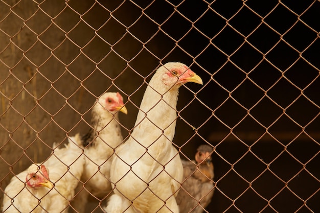 Helle Hühner in einem Hühnerstall hinter Gittern.