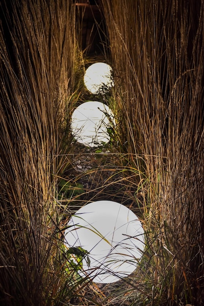 Helle Kugel im Gras Weiße Kugel leuchtet in der runden Lampe der Grasnahaufnahme