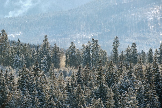 Helle Landschaft mit hohen immergrünen Kiefern bei starkem Schneefall im Winterbergwald an kalten, hellen Tagen.