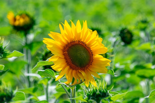 Helle lebendige Sonnenblumen auf dem Feld