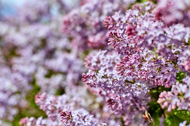 Helle lila Blüten an einem schönen sonnigen Sommertag.