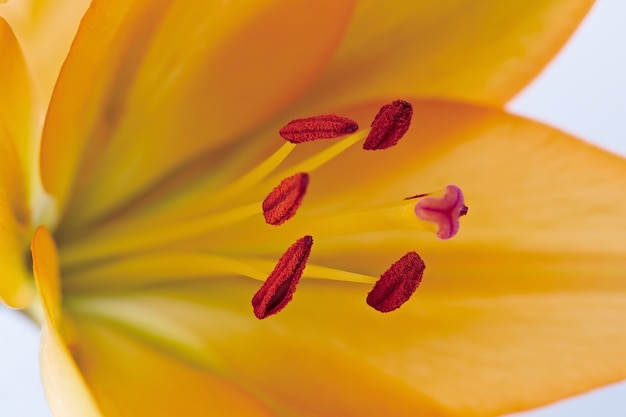 Helle Lilienblume aus nächster Nähe fotografiert