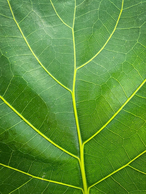 Helle Nahaufnahme der Ficus lyrata-Blattstruktur als strukturierter Hintergrund