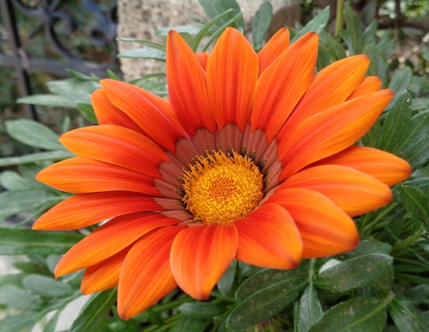 Helle orange Blume der vollen Blüte auf den grünen Blättern