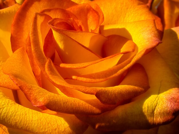 Helle orange Rose