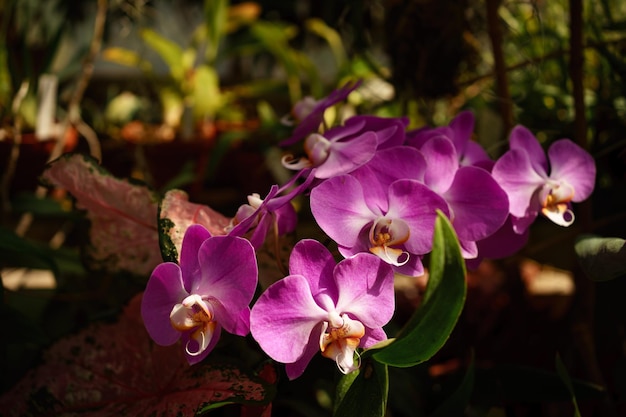 helle Orchideenblüten in einem Gewächshaus