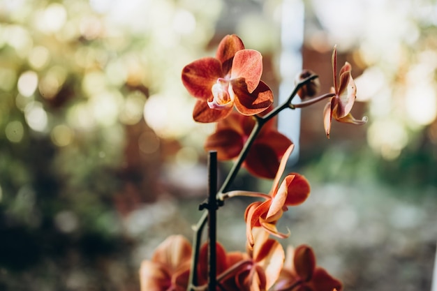 helle Orchideenblüten in einem Gewächshaus