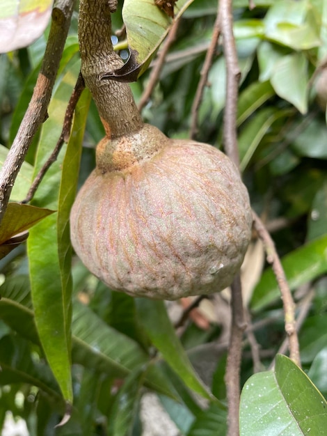 Helle Puddingapfelfrüchte (Zuckerapfel oder Sweetsop) auf dem Baum im trophischen Gebiet von Bangladesch