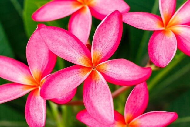 Helle rosa Plumeria blüht