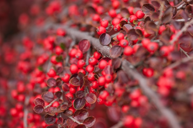 Helle rote Beeren von Bärentrauben-Cotoneaster.