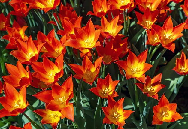 Helle rote Tulpennahaufnahme auf einem grünen Hintergrund