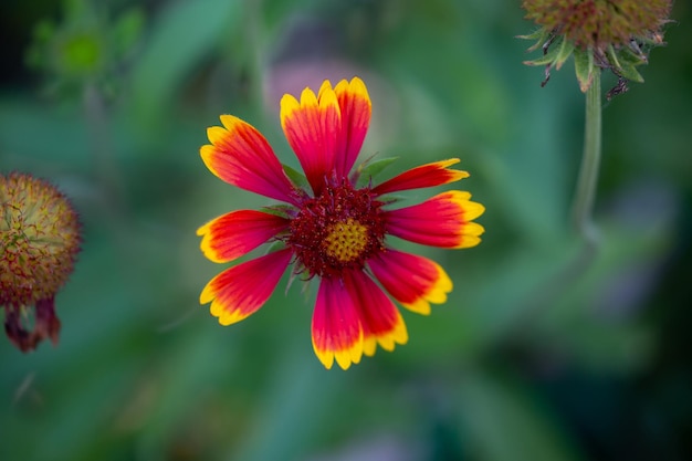 Helle rotgelbe Deckenblume auf grünem Hintergrund Makrofotografie an einem Sommertag