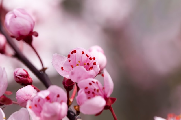 Helle schöne Blumen der roten Kirschblüte im Obstgarten