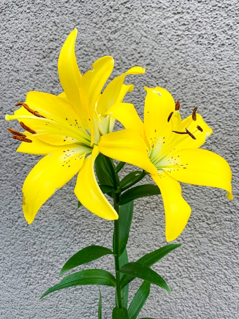 Helle schöne Blumen der Taglilie, die im Garten wächst. Studiofoto.