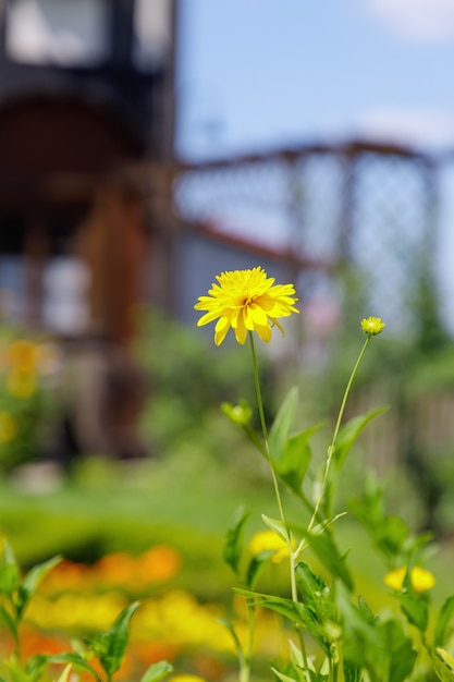 Helle schöne gelbe Blumen auf einem alten Haushintergrund