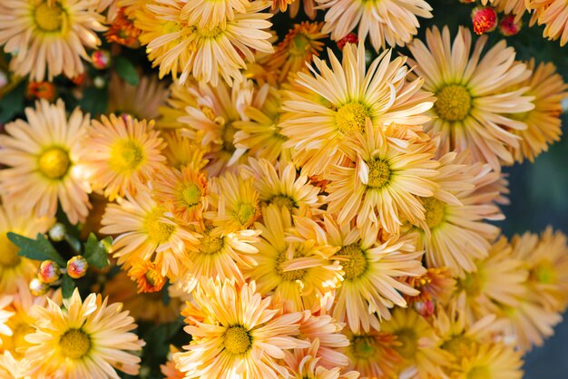 Helle schöne orange Chrysanthemenblumen, die im Garten an einem sonnigen Tag wachsen