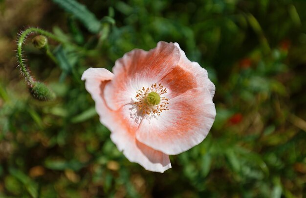 Helle schöne rosafarbene Mohnblume, die im Garten blüht