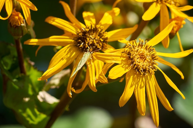 Helle Sommer natürlich blühende gelbe Blumen schließen