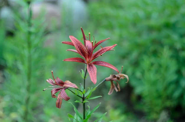 helle sommerblumen, die in gärten wachsen