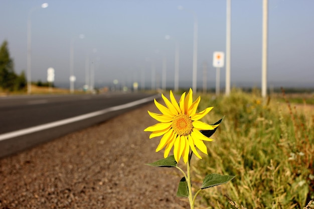 helle Sonnenblume am Straßenrand gewachsen