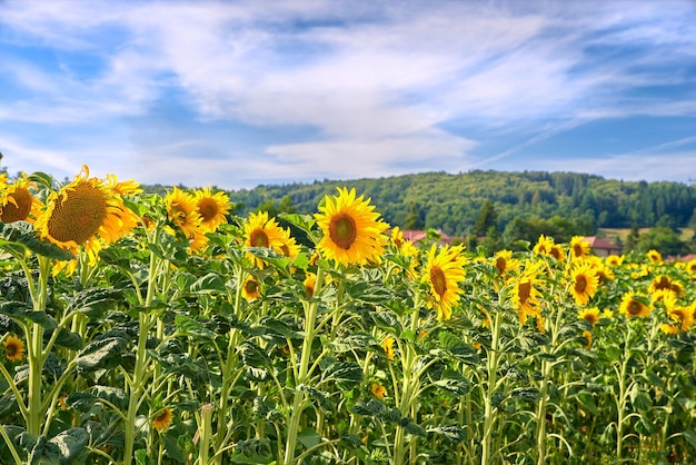 Helle Sonnenblumenfarm an einem schönen Tag mit einem bewölkten blauen Himmelshintergrund Lebendige gelbe Blumen blühen auf Ackerland an einem sonnigen Sommertag Landwirtschaftliche Pflanzen, die im Freien auf großen Flächen blühen